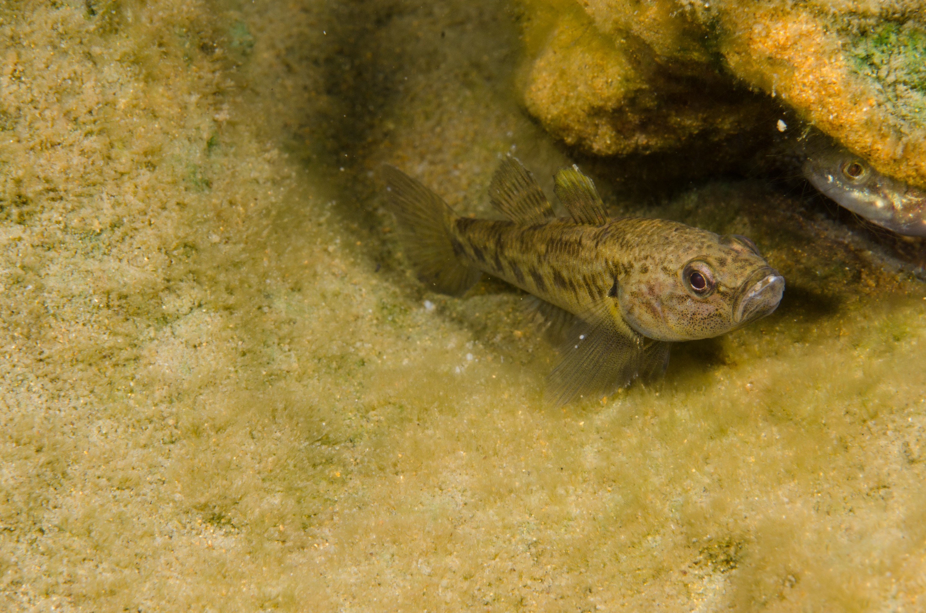 DSC_1002 – Northland NZ., bully, crispin, fish, freshwater, new, northland, nz, zealand, JAN17